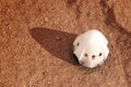 Descent Module Of Private Spacecraft On Surface Of Planet Mars. Top View.