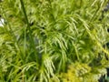 Deschampsia cespitosa 'Golden Dew' Royalty Free Stock Photo