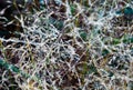 Deschampsia cespitosa, tufted hairgrass or tussock field wild grass movement under the wind in sunlight countryside Royalty Free Stock Photo