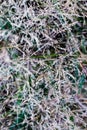 Deschampsia cespitosa, tufted hairgrass or tussock field wild grass movement under the wind in sunlight countryside Royalty Free Stock Photo