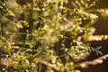 Deschampsia cespitosa, tufted hairgrass or tussock field wild grass movement under the wind in sunlight countryside Royalty Free Stock Photo