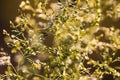 Deschampsia cespitosa, tufted hairgrass or tussock field wild grass movement under the wind in sunlight countryside Royalty Free Stock Photo