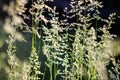 Deschampsia cespitosa, tufted hairgrass or tussock field wild grass movement under the wind in sunlight countryside Royalty Free Stock Photo