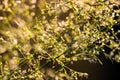 Deschampsia cespitosa, tufted hairgrass or tussock field wild grass movement under the wind in sunlight countryside Royalty Free Stock Photo