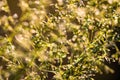 Deschampsia cespitosa, tufted hairgrass or tussock field wild grass movement under the wind in sunlight countryside Royalty Free Stock Photo