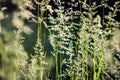 Deschampsia cespitosa, tufted hairgrass or tussock field wild grass movement under the wind in sunlight countryside Royalty Free Stock Photo