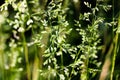 Deschampsia cespitosa, tufted hairgrass or tussock field grass movement under the wind in sunlight countryside meadow. Royalty Free Stock Photo