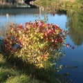 Deschutes River at the Old Mill District Royalty Free Stock Photo