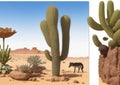 Describe the unique adaptations of desert plants and animals to survive in harsh arid environments. Royalty Free Stock Photo