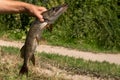 close-up of freshly caught pike on a hook in his hand of the fisherman on the river background Royalty Free Stock Photo