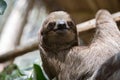 Sloth in a Tree Royalty Free Stock Photo