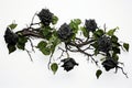 black roses. ivy, vines, thorns green leaves. white background. toxic relationship concept. Royalty Free Stock Photo
