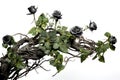 black roses. ivy, vines, thorns green leaves. white background. romance concept. Royalty Free Stock Photo