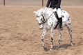 horse training in the stable. Head close-up Royalty Free Stock Photo