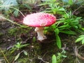 Gifts of nature Amanita blushing conditionally