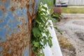 Description: Rusty blue barrel with green plant - old and decayed metal container - leafy vegetation with white flowers - urban Royalty Free Stock Photo
