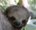 Sloth in a Tree