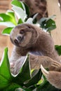 Sloth in a Tree Royalty Free Stock Photo