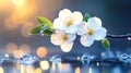 White Apple Blossom Tree in Springtime Panorama Royalty Free Stock Photo