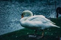 White goose standing on green grass Royalty Free Stock Photo