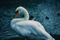 White goose standing on green grass Royalty Free Stock Photo