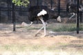 DescriptionThe common ostrich, or simply ostrich, is a species of large flightless bird native to certain large areas of Africa. Royalty Free Stock Photo