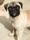 Cute sad looking Pug puppy Royalty Free Stock Photo