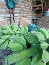 Descriptive: A close-up of a bunch of green bananas.