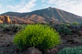 Descurainia bourgaeana with scenic view on volcano Pico del Teide in Mount Teide National Park, Tenerife, Canary Islands, Spain Royalty Free Stock Photo