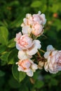 Desdemona rose & x28;Auskindling& x29; - English shrub rose bred By David Austin