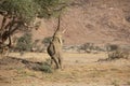 Desert Adapted Elephant Grabbing Tree Branch Royalty Free Stock Photo