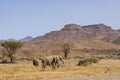 Desert Adapted Bush Elephants by Mountains in Damaraland
