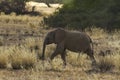 Desert Adapted Elephant Calf