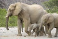 Desert adapted Elephant calf walking in family herd