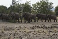 Desert-Adapted Elephant Herd