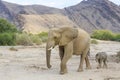 Desert-adapted elephant mother with calf Royalty Free Stock Photo