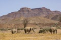 Desert Adapted Elephants by Mountains in Damaraland