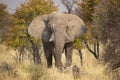 Desert Adapted African Elephant Bull Royalty Free Stock Photo