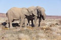 Desert-adapted Elephants, Namibia.