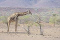 Desert-adapted giraffe feeding on acacia tree