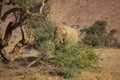 Desert African Bull Elephant Foraging on Broken Tree Branch Royalty Free Stock Photo