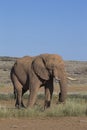 Desert African Elephant bull Royalty Free Stock Photo