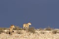 Desert African lions Royalty Free Stock Photo