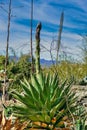 Desert agave (Agave deserti) with giant flower buds