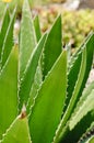 Desert Agave cactus (Agave deserti) Royalty Free Stock Photo