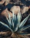 Desert Agave Cactus (Agave deserti) Royalty Free Stock Photo