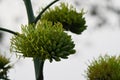 Desert agave flowers Royalty Free Stock Photo