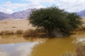 Desert Arava with puddles after rain Royalty Free Stock Photo