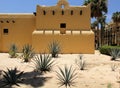 Contrast vegetation of cactus plants and palm trees desert and beach of Baja California Royalty Free Stock Photo