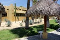 Contrast vegetation of cactus plants and palm trees desert and beach of Baja California Royalty Free Stock Photo